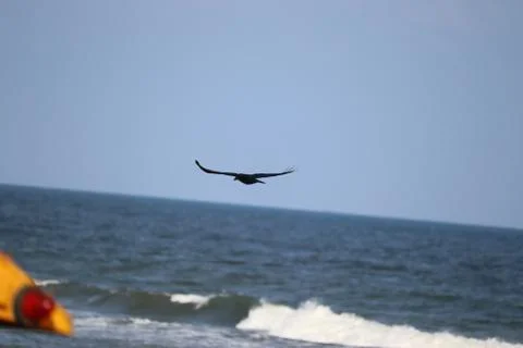 A crow in flight with beach background Stock Photos