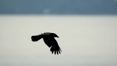 Crow In Flight, Fly, Flying Stock Footage 110824741