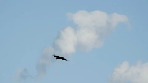 Crow In Flight, Fly, Flying Video stock 130609988