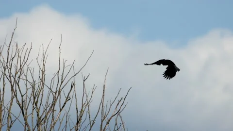 Crow In Flight Lands On a Tree Limb Video stock 153481539