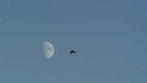 Crow In Flight With Moon, Fly, Flying Vídeo Stock 346240966