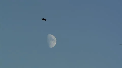 Crow In Flight With Moon, Fly, Flying Vídeo Stock 346241050