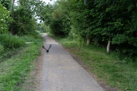 Crow in flight on path 库存照片