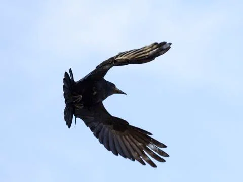 Crow in flight Stock Photos