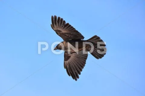 Crow in flight Stock Photos