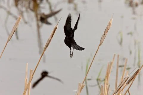 Crow in Flight Stock Photos
