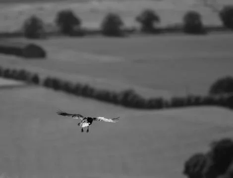 Crow in flight Stock Photos