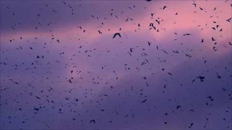 Crow flight whirling on dark blue sky Stock Footage 62071759