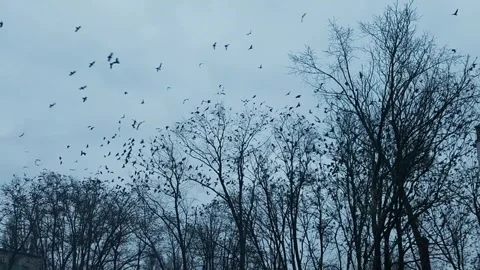 Crow flock circling over bare forest in overcast weather. Stock Footage 335387957