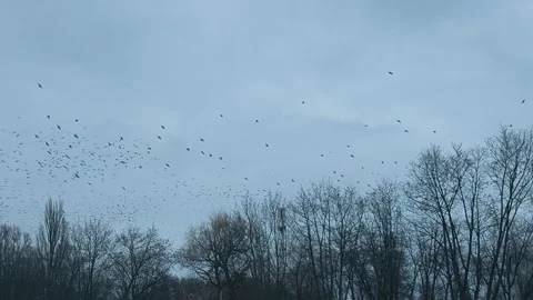Crow flock covering wide sky above treetop line, Stock Footage 335880068