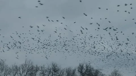 Crow flock filling gray sky above bare trees. Stock Footage 332411649