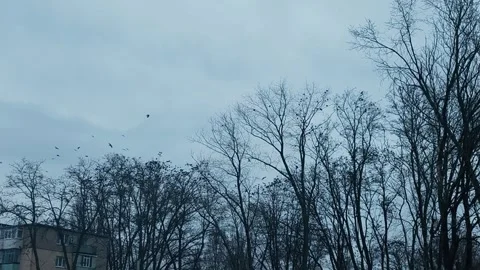 Crow flock flying above leafless trees under gray sky. Stock Footage 337532088