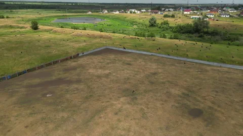 Crow flock soaring above parched rural terrain, congregating near village Stock Footage 316246805