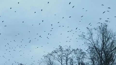 Crow flock spreading like dark cloud over forest edge, Stock Footage 336604606