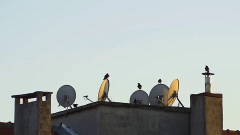 Crow flock take off suddenly - Slow Motion.  Stock Footage 69926688