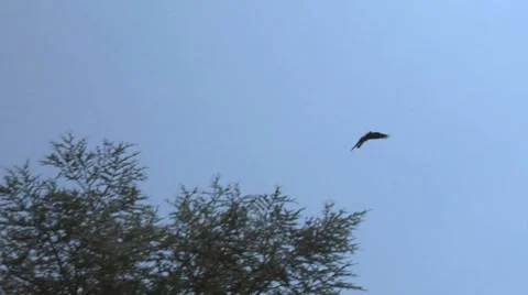 Crow fly 02 Stock Footage 7758619