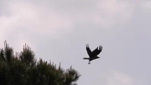 Crow Fly Cloudy Sky Slow Motion Видео 75946822