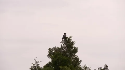 Crow Fly Cloudy Sky Slow Motion Video stock 75947140
