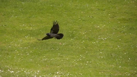 Crow Fly Meadow Slow Motion Stock-Footage 75947429