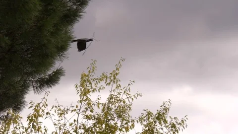 Crow Fly Twig Tree Cloudy Sky Slow Motion Video stock 75947499
