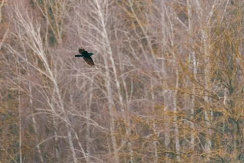 Crow flying across leafless forest background with wings outstretched daytime Photos