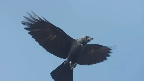 Crow flying against sky Vídeo Stock 108633103