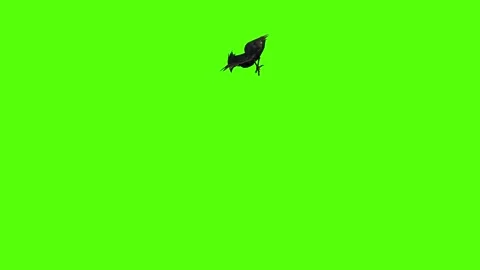 Crow Flying Around Green Screen Animation 4K Rendering Stock Footage 295556441