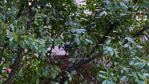 Crow Flying Away from Nest Hidden Among Green Tree Branches Stock Footage 333539062