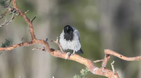 Crow flying away from a pine branch Stock Footage 10577474
