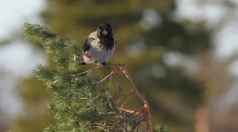 Crow flying away from a pine branch Stock Footage 10579620