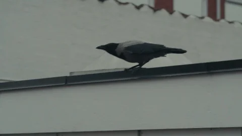 Crow Flying behind building slow mo Stock Footage 99880257