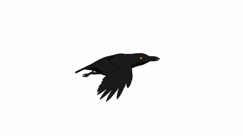 Crow flying Stock Footage 973600