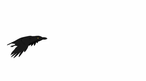 Crow flying Stock Footage 973601
