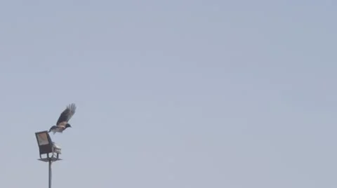 Crow flying 스톡 동영상 11130842