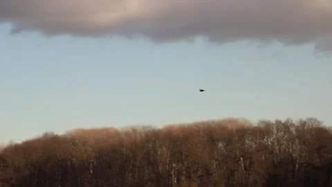 Crow flying Stock Footage 167314876