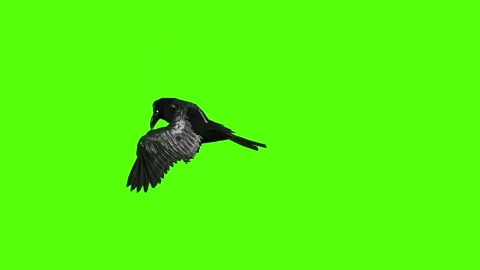 Crow Flying Green Screen Animation 4K Rendering Stock Footage 295556084