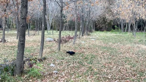 Crow flying low above autumn park ground Stock Footage 336960104