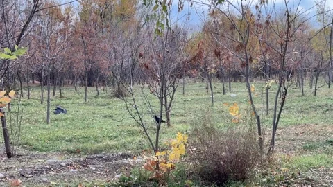 Crow flying low above autumn park ground Stock Footage 336960106