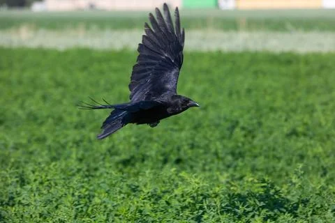 Crow flying over green fields Stock Photos
