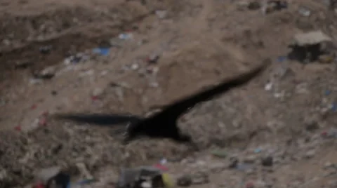 Crow flying over Guatemala Dump Stock Footage 61158075