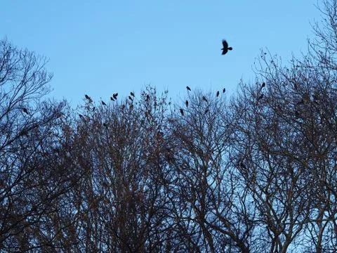 Crow flying over a large murder of crows in the tree tops. Stock Photos
