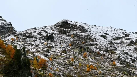 Crow flying over mountain forest in autumn in Switzerland. Alpine Chough. Video stock 287315648