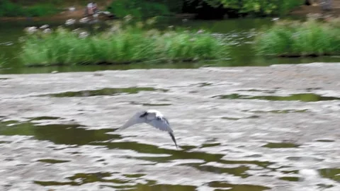 A crow flying over the river. Slow motion Stock Footage 205043413