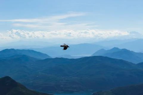The crow is flying Stock Photos