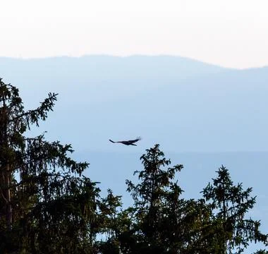 A crow flying Stock Photos