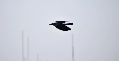 Crow flying Stock Photos