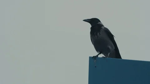 Crow Flying off sign slow mo Stock Footage 99878133