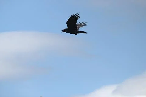 Crow flying in the sky Foto stock
