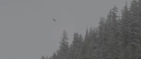 Crow Flying in Snowy Forest Stock Footage 247540007