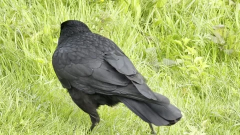 Crow flying from tall grass slow motion Vídeos de archivo 334760361